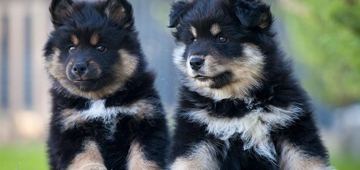 Finish Lapphund