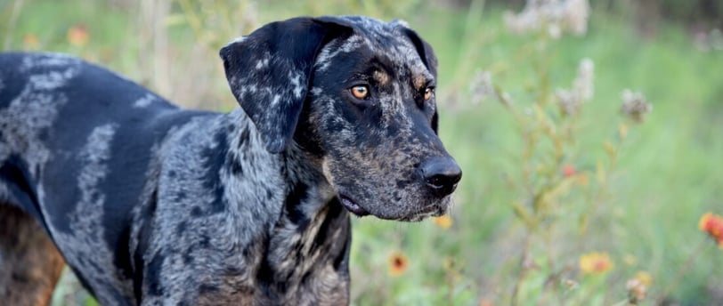 Catahoula Leopard Dog