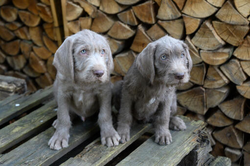 Slovakian Rough-Haired Pointer