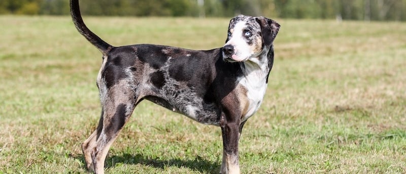 American Leopard Hound