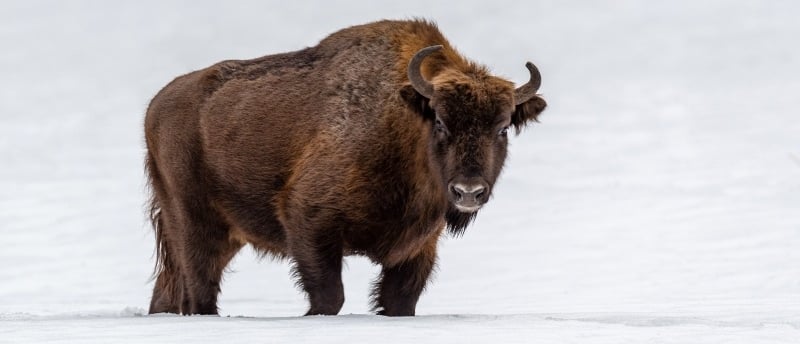 Jesse Puljujärvi aka Bison King
