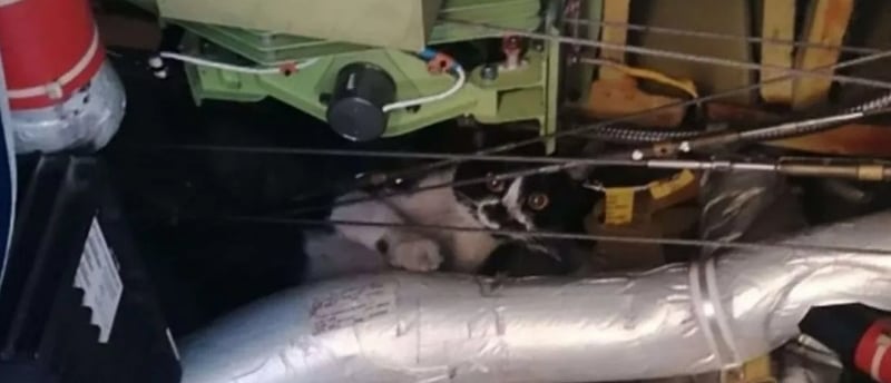 Kissa Ryanairin koneessa