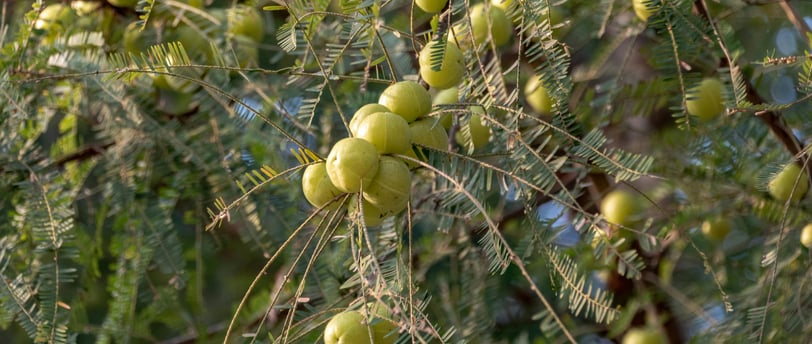 Amla tree  showcasing the health benefits of amla