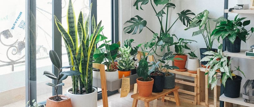 a room with a lot of plants and a wooden table