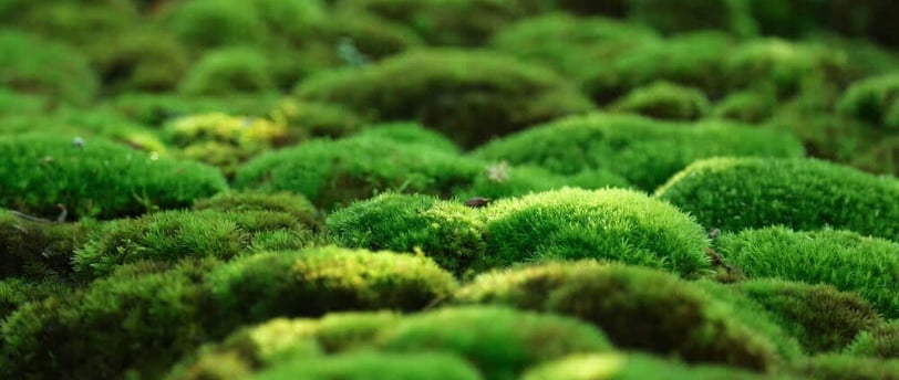 Where to Find Moss? - The Moss Collection & Uses