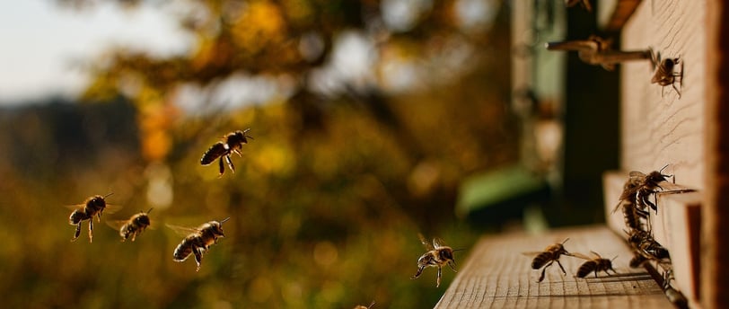 a bunch of bees flying in the air