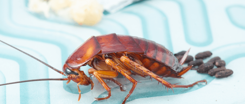 a cockroach trapped on a glue trap