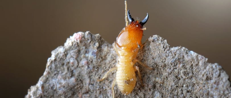 a termite soldier