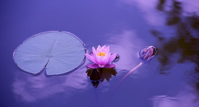 Yoga Para Equilibrio Emocional
