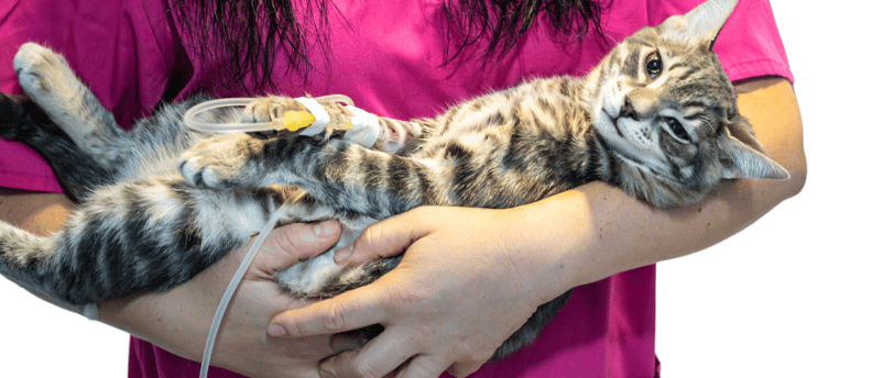 Die Gesundheit Ihrer Katze ist von größter Bedeutung, und es ist entscheidend, den richtigen Zeitpun