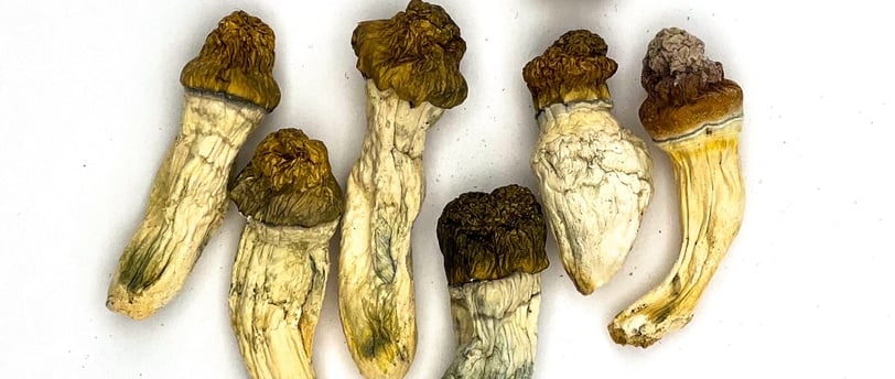 magic mushrooms in australia
