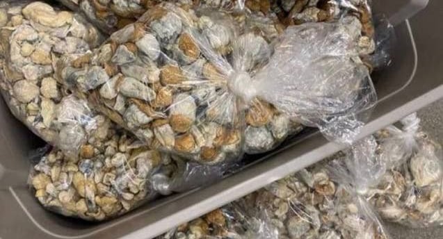 How Much Do Magic Mushrooms Cost in Perth, WA?