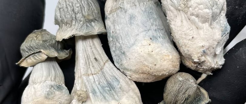buy magic mushrooms Sydney Australia