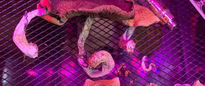 buy magic mushrooms online in queensland australia where to buy magic mushrooms in sydney buy magic