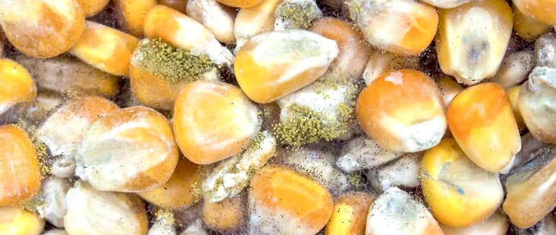 grains de maïs contaminés à l'aflatoxine