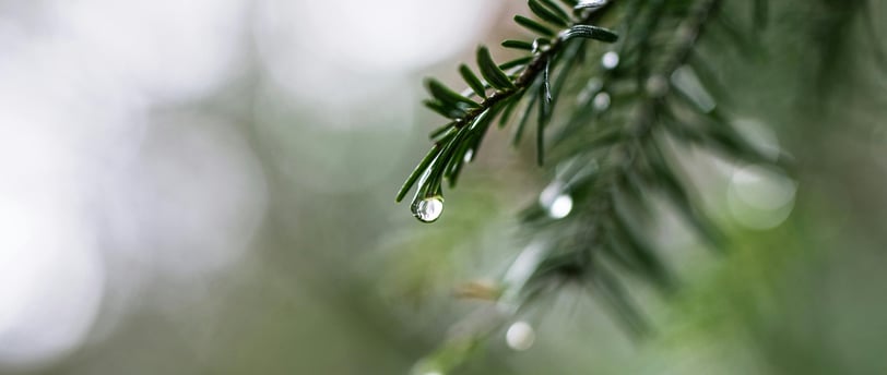 Fresh green pine needles with water droplets, suggesting a sense of renewal or a recent rain.