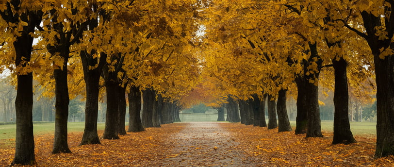 a path way with trees and leaves on the ground