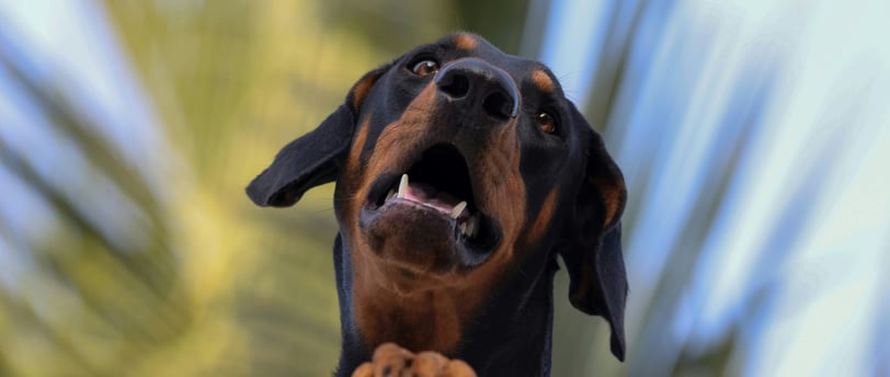 Dobermann loyalty lessons by Dogology