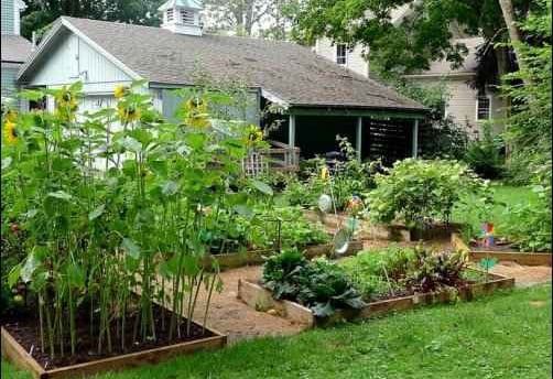 a garden with a variety of plants and flowers