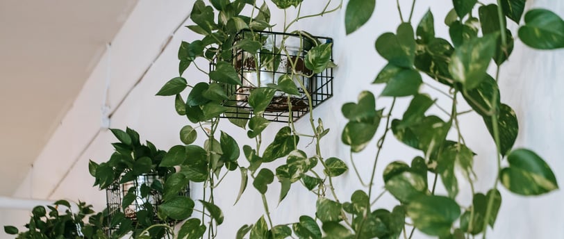 pothos plant