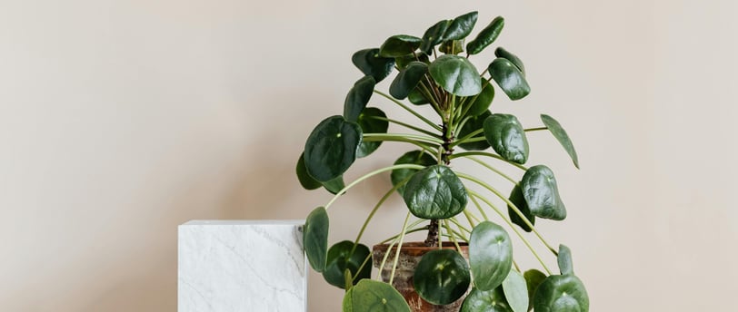 Chinese Money Plant