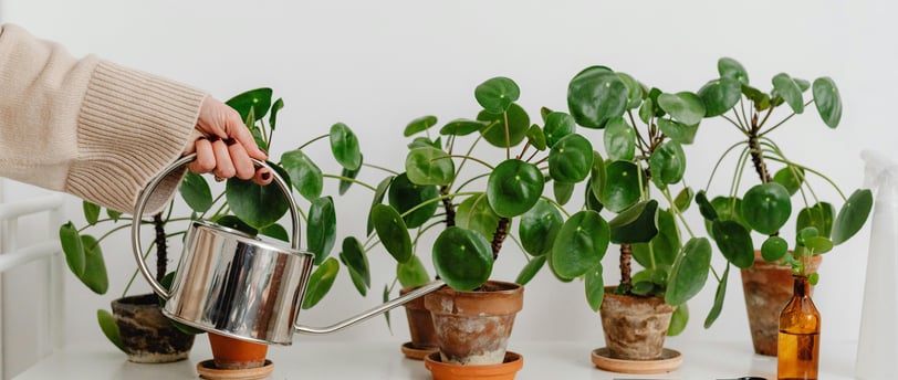 woman watering small indoor plants