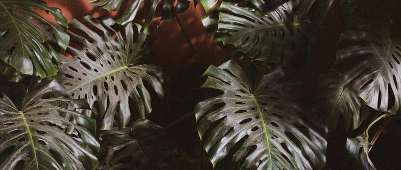 Monstera Deliciosa Plant