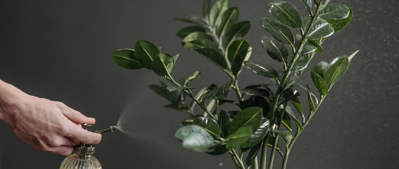 ZZ Plant