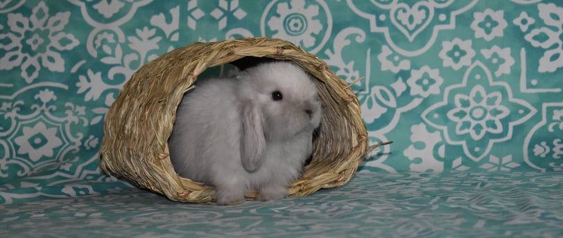 HCB sable fuzzy baby rabbit