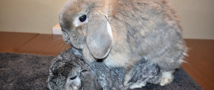 Cream colored Holland Lop (Genevieve) doe mounting chinchilla Holland Lop Buck (Country Road)