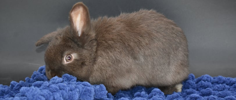 Hot Cross Buns' Holly - chocolate baby holland lop doe chinning blue blanket