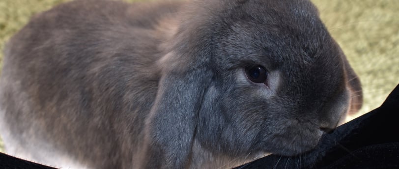 Hot Cross Buns opal Holland Lop rabbit booping