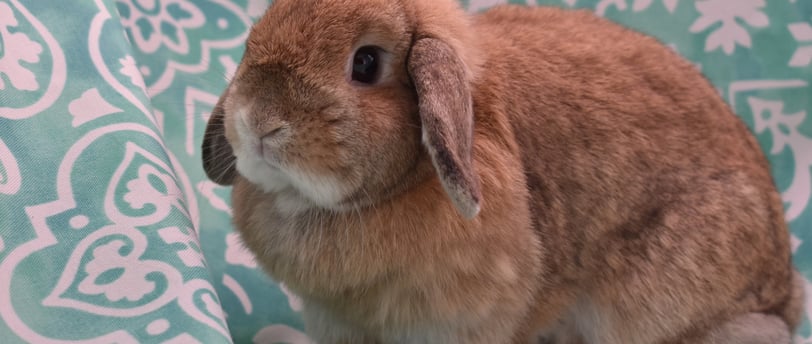 Hot Cross Buns' Penelope - solid orange Holland Lop doe