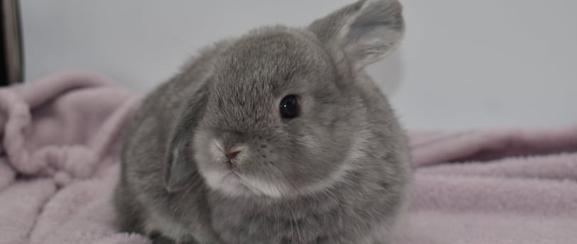 Hot Cross Buns' Pop - solid opal baby buck