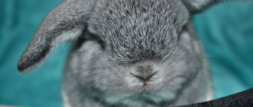 Hot Cross Buns' You Are My Sunshine - solid chinchilla baby holland lop buck