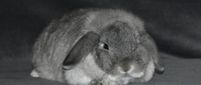 Hot Cross Buns' Rosie - solid squirrel doe on grey background 