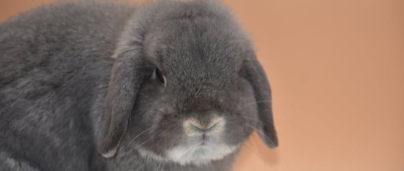 Hot Cross Buns' Sweet Tea - Opal Holland Lop breeding buck and herd sire