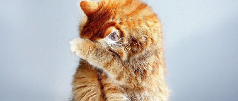 can cats be trained