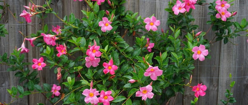 Mandevilla Rosa