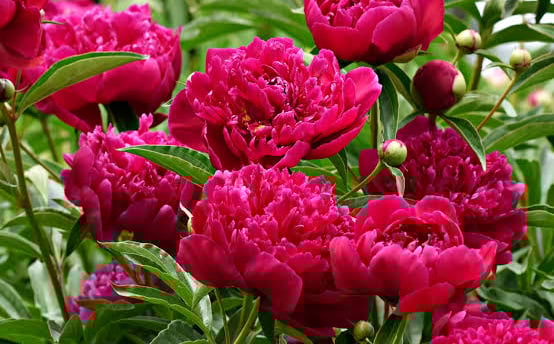 Peonia