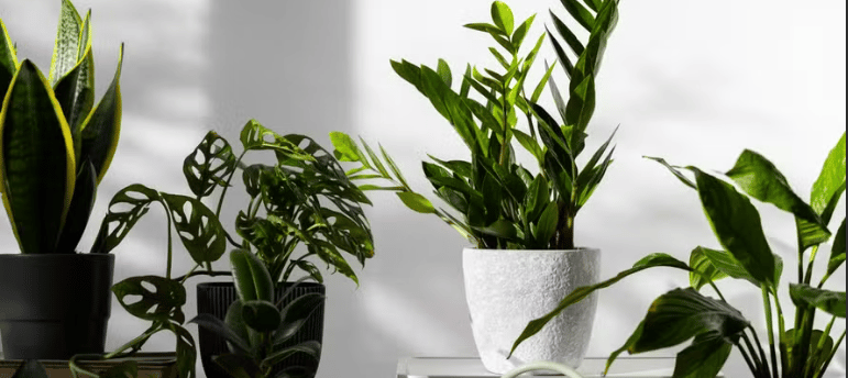 Plantas internas