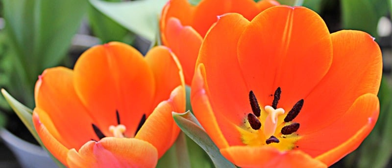 Flor de Tulipa