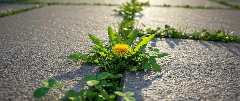 Eliminate weeds from concrete cracks: a DIY guide