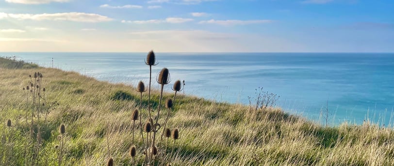 Une fleur de chardon se détache des herbes. Bord de falaise. Mer et ciel
