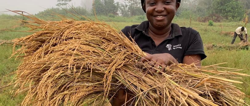 Le Réseau Messi Coopérative agricole de production de riz locale