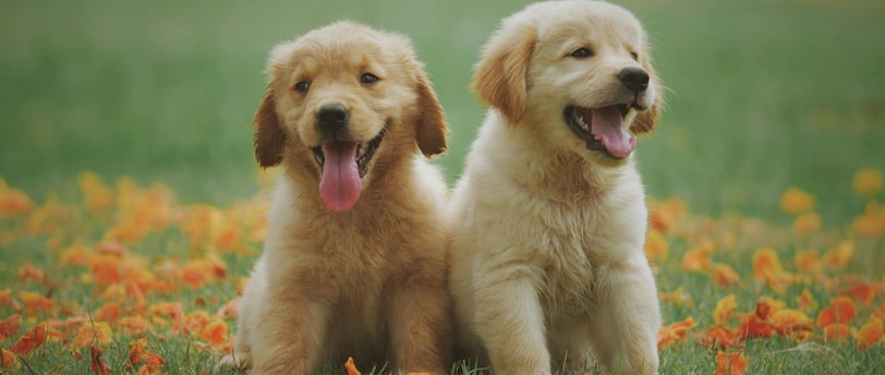 two goldendoodle dogs sitting on the grass with flowers