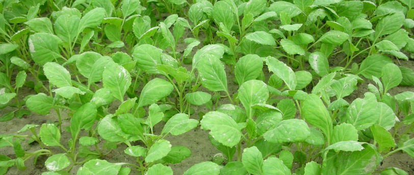a field of green NXG DELIGHT Cauliflower Seedlings with a lot of green leaves