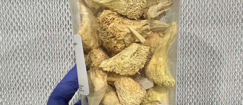 Where Can I Buy Magic Mushrooms Online in the Netherlands and Belgium