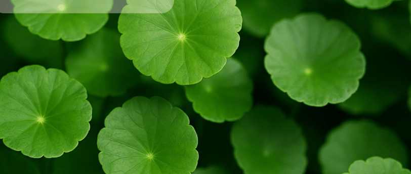 a bunch of green leaves on a green background