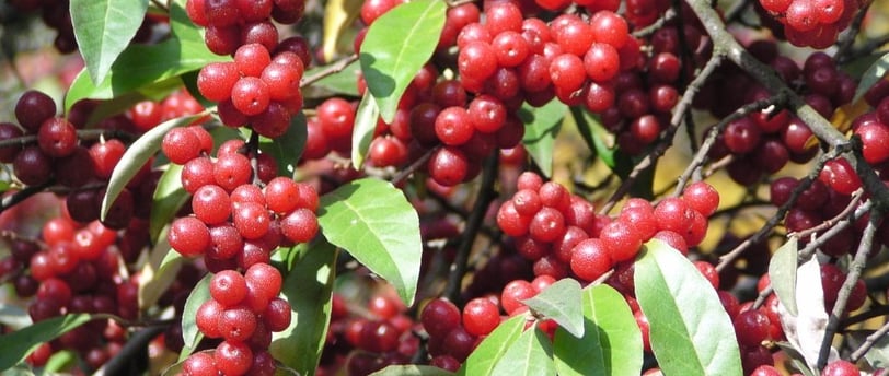 Autumn Olive Berries and Leaves